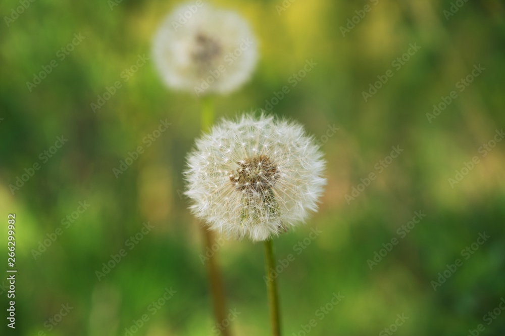 Nahaufnahme einer Pusteblume mit grünem Bokeh im Hintergrund Nahaufnahme einer Pusteblume mit grünem Bokeh im Hintergrund