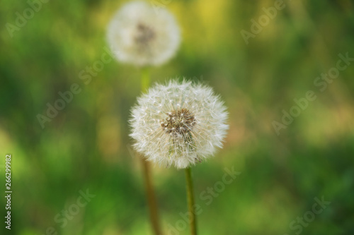 Nahaufnahme einer Pusteblume mit gr  nem Bokeh im Hintergrund