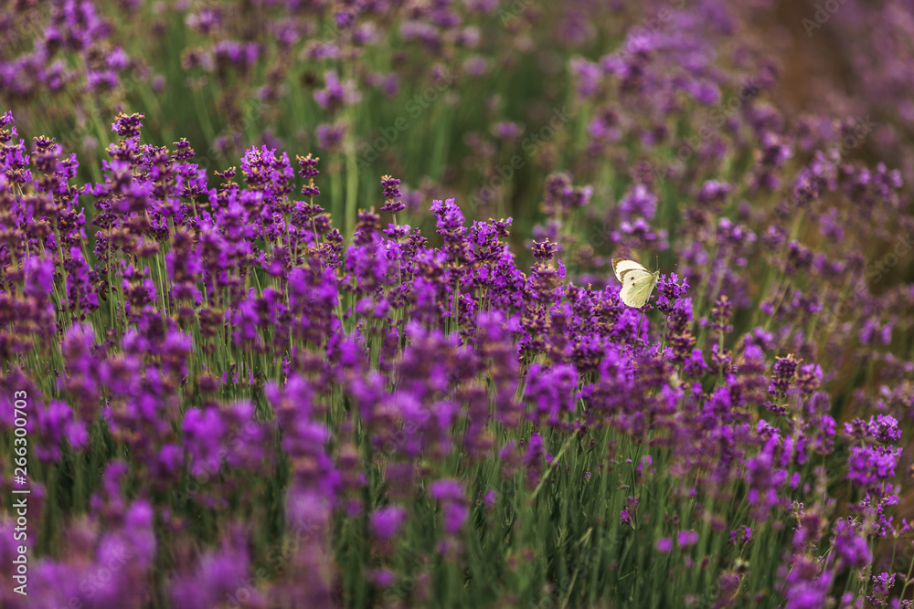 Lavender field in Provence, France. Blooming Violet fragrant lavender flowers. Growing Lavender swaying on wind over sunset sky, harvest.