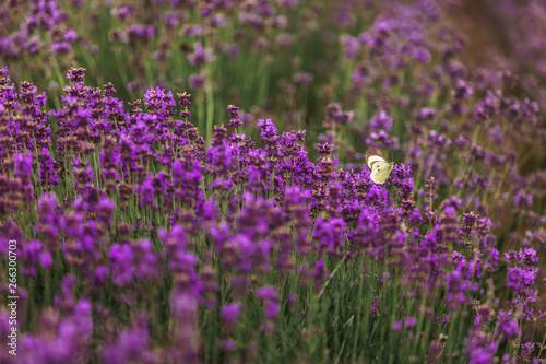 Lavender field in Provence  France. Blooming Violet fragrant lavender flowers. Growing Lavender swaying on wind over sunset sky  harvest.