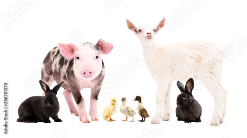 Group of cute farm animals  together isolated on white background