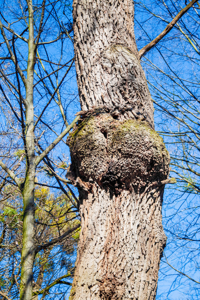 Obraz premium Burl on oak tree trunk on blue sky background
