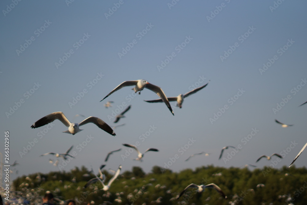 Obraz premium bird