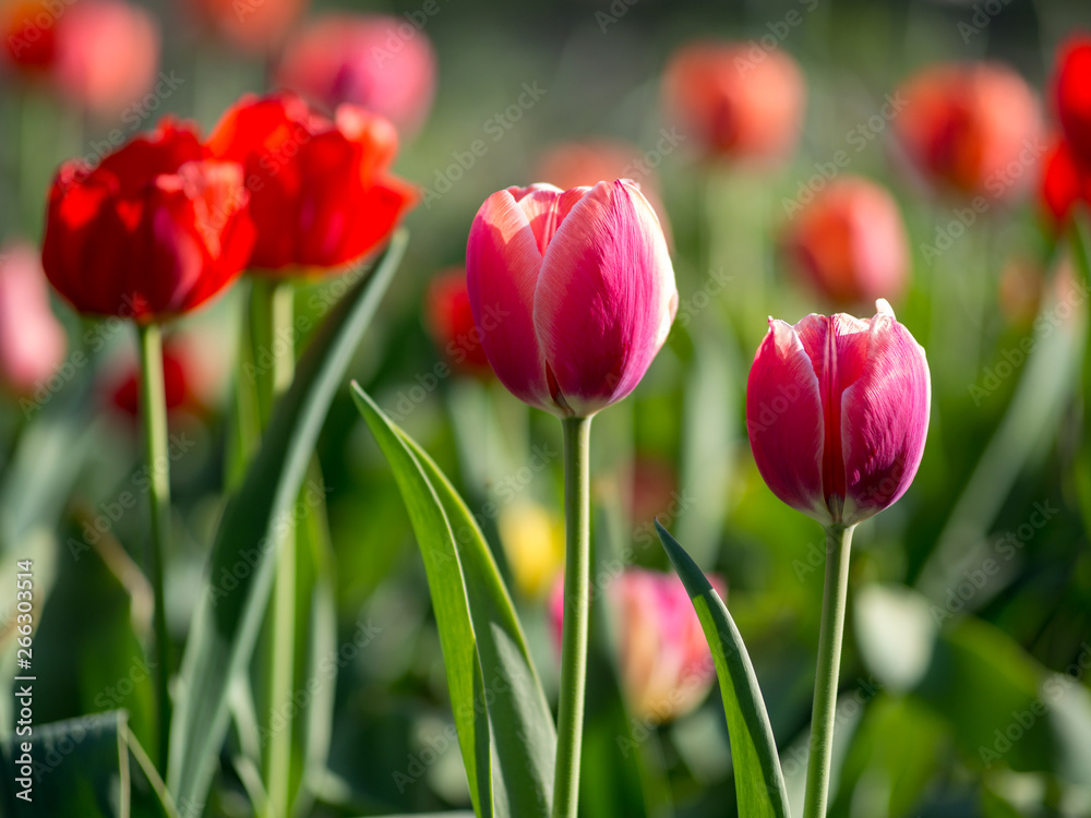 Spring bright colorful tulips in the garden