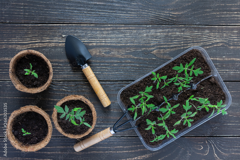 Eco friendly pots with young tomato sprouts on wooden background, garden trowel and rakes Eco friendly pots with young tomato sprouts on wooden background, garden trowel and rakes