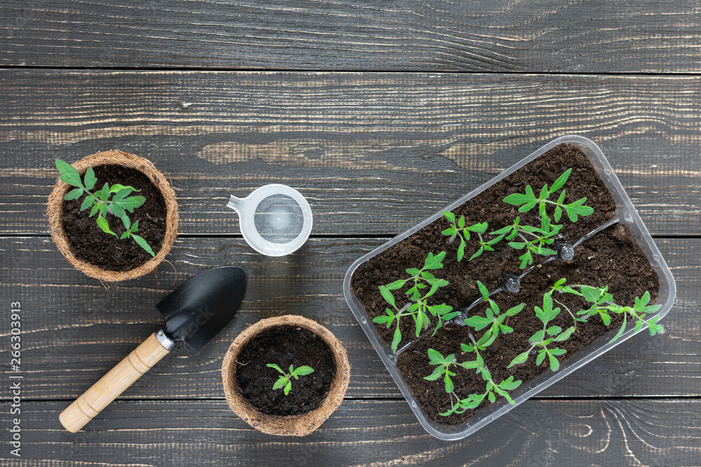 Eco friendly pots with young tomato sprouts on wooden background, garden trowel and a glass of water for watering Eco friendly pots with young tomato sprouts on wooden background, garden trowel and a glass of water for watering