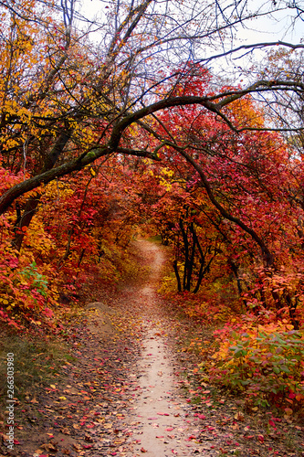 Pathway throught the autumn trees. Autumn park with red and yellow leaves on the bushes and trees.