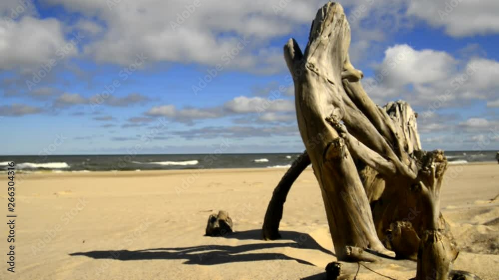 Driftwood at a beach of the Baltic Sea with strong surf Driftwood at a beach of the Baltic Sea with strong surf