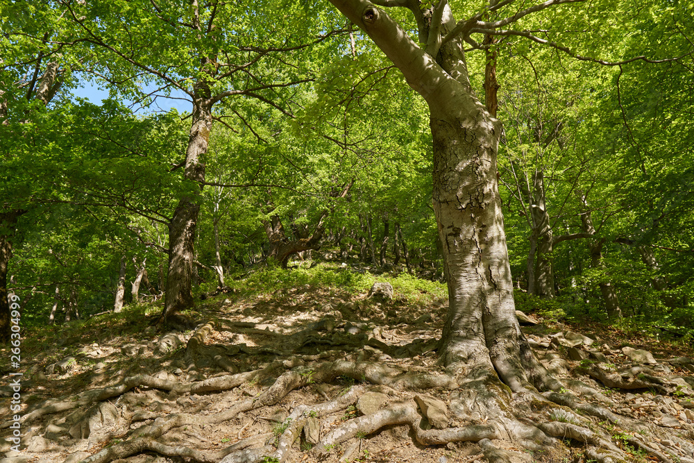 Hiking trail in the mountain forest Hiking trail in the mountain forest