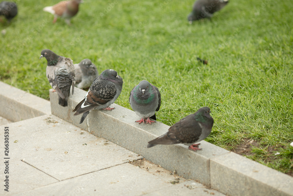 Obraz premium Pigeons sitting on the street.