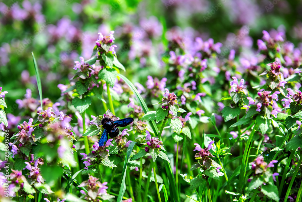 A black bumblebee collects pollen from lilac flowers in a meadow. A black bumblebee collects pollen from lilac flowers in a meadow.