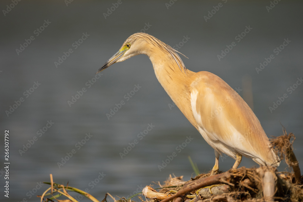 Obraz premium Small yellow heron (Ardeola ralloides) in natural habitat