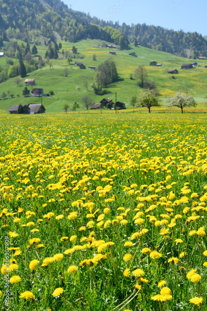 Löwenzahnwiese mit Bauernhöfen, bei Dallenwil, Nidwalden, Schweiz