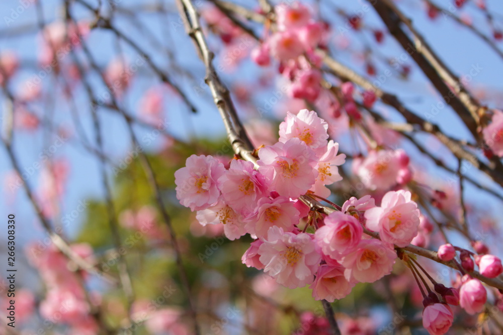 満開の桜 日本の春 満開の桜 日本の春