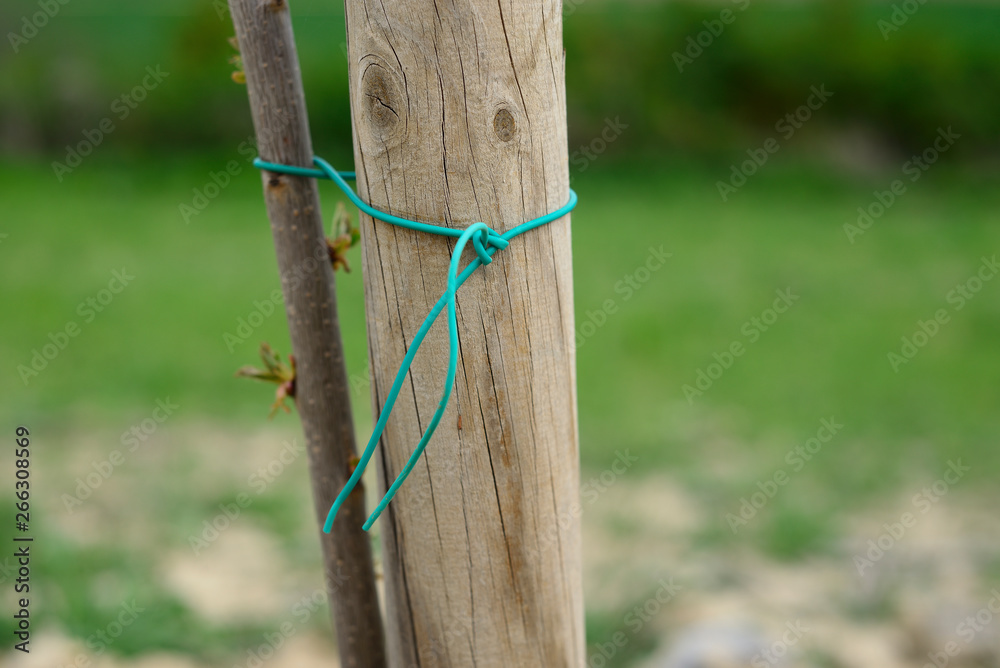 rope with a knot holding a fruit tree newly planted to a stick that prevents twisting or falling.