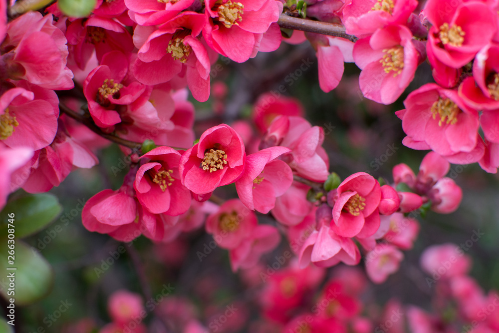 beautiful pink flowers with buds bloomed on a bush in early spring beautiful pink flowers with buds bloomed on a bush in early spring