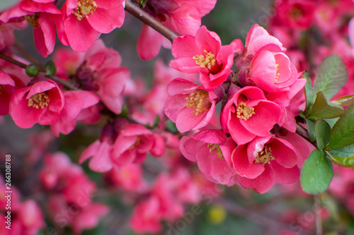 beautiful pink flowers with buds bloomed on a bush in early spring