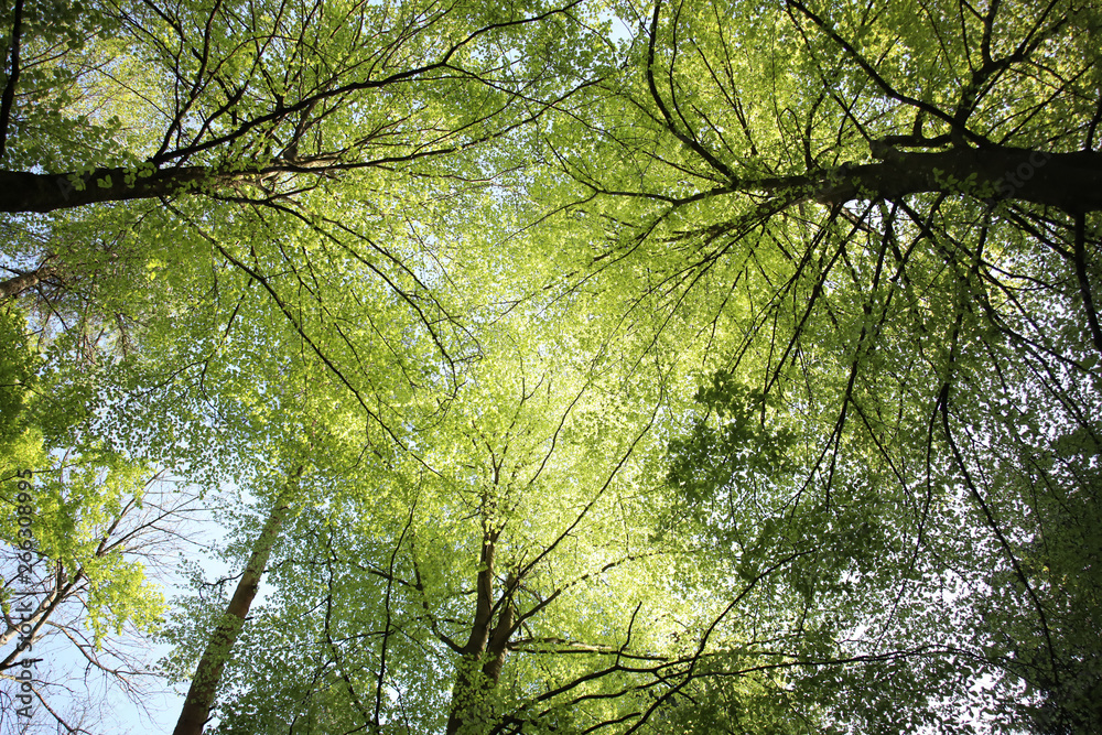 Fototapeta premium Tree foliage