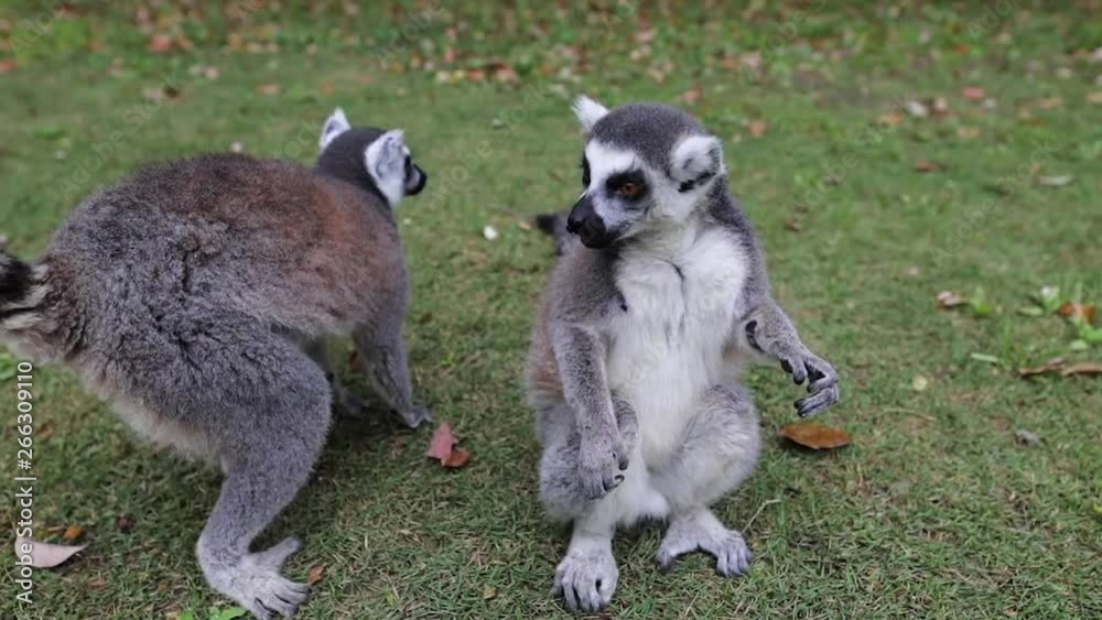 Lemur in wild at tropical park. Slow Motion Footage. Lemur in wild at tropical park. Slow Motion Footage.