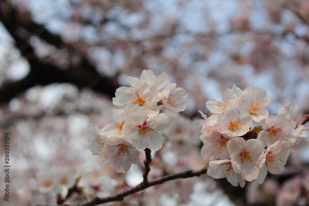 桜 Cherry blossoms