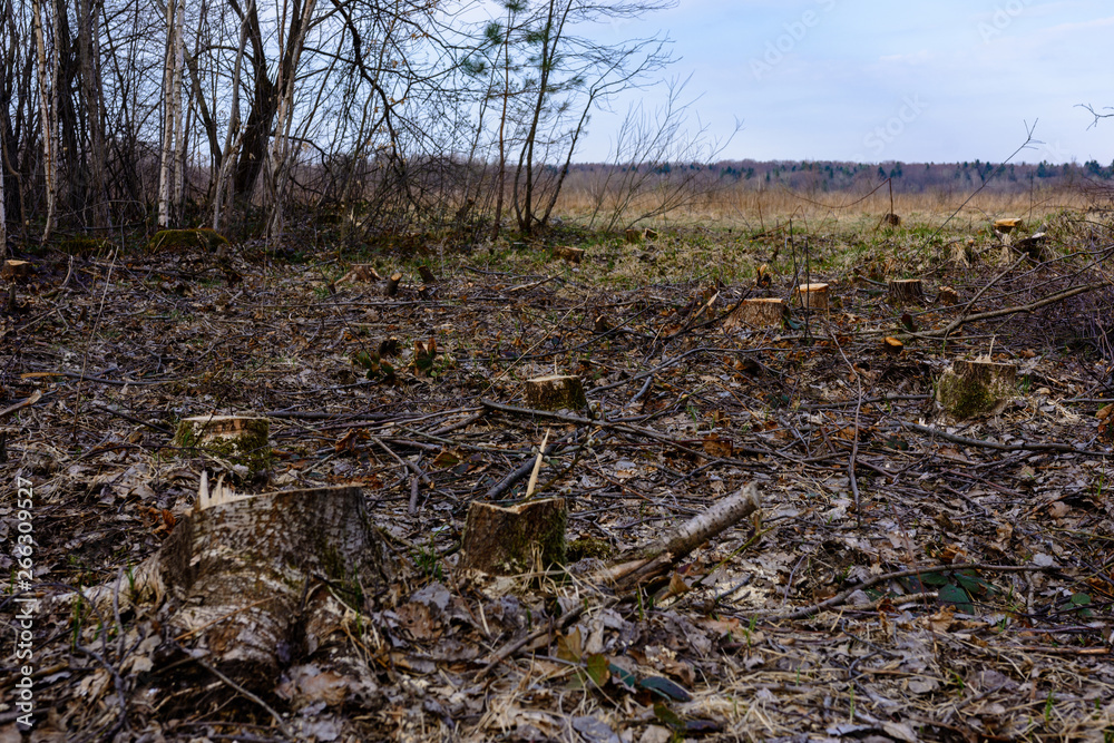 Ecological catastrophe, large-scale felling of the young forest. Ecological catastrophe, large-scale felling of the young forest.