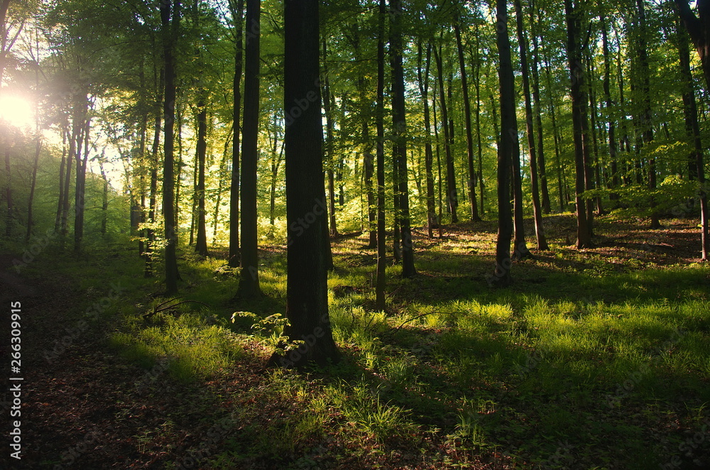 Sunlight Sunbeams Through Woods In Forest, beautiful Slovakia nature