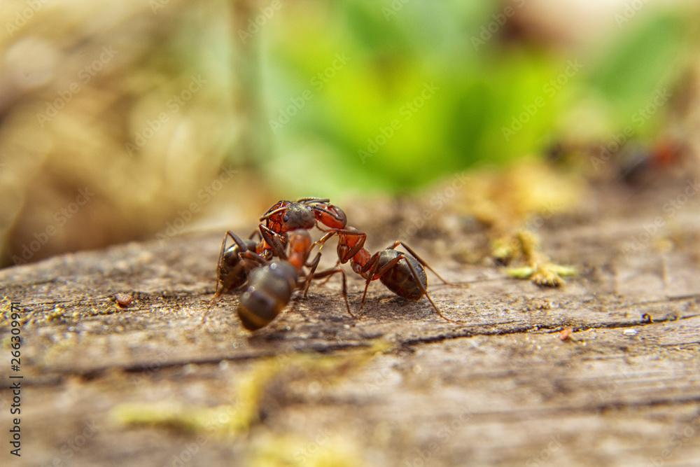 Red ants close up on natural background Red ants close up on natural background