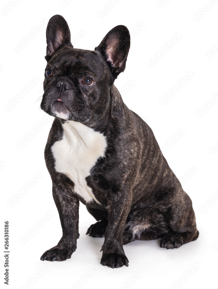 french bulldog breed dog