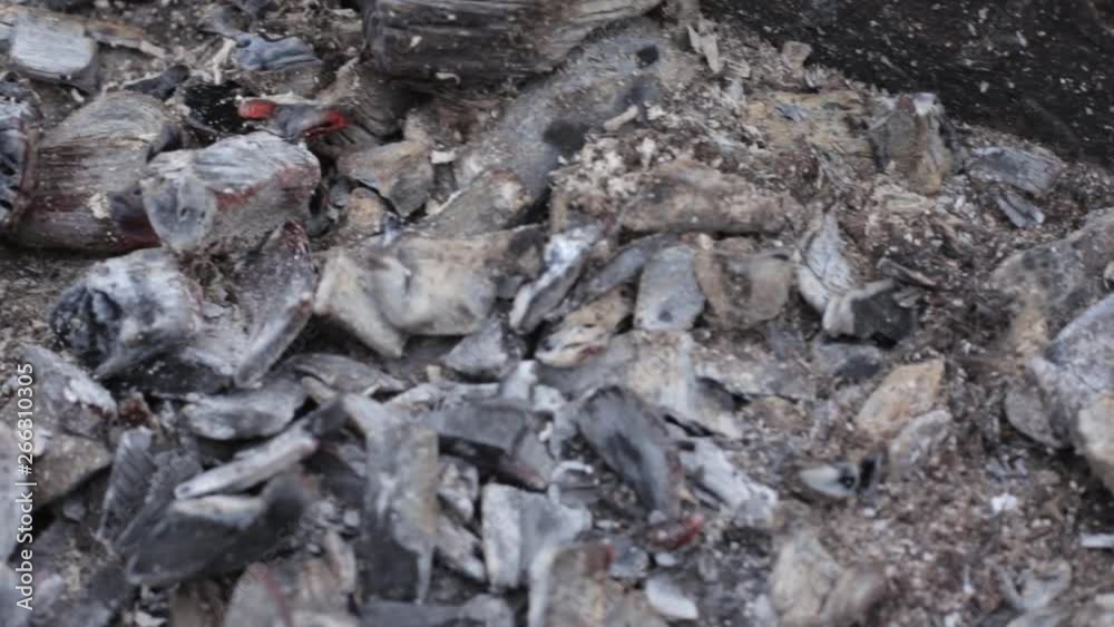 Forest fire burning, Wildfire close up at day time. bonfire Forest fire burning, Wildfire close up at day time. bonfire
