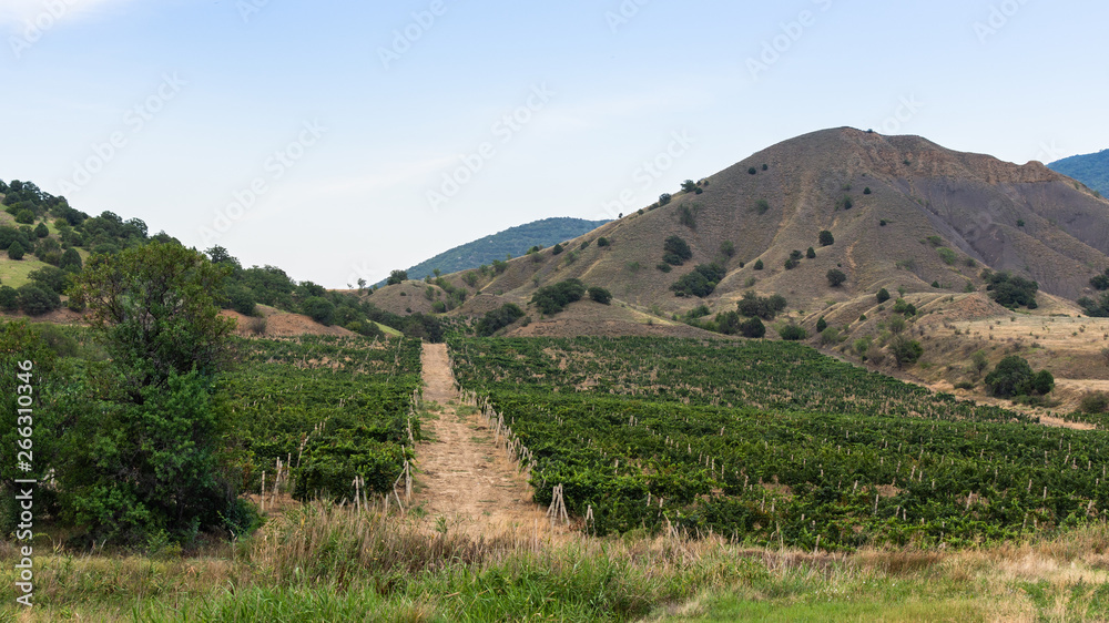 Road in a valley with vineyards, mountains and vineyards on a summer sunny day