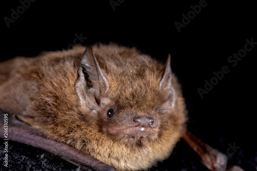 European bat the Nathusius' pipistrelle (Pipistrellus nathusii) on a black background