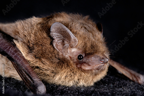European bat the Nathusius' pipistrelle (Pipistrellus nathusii) on a black background photo