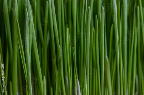 green grass close up 