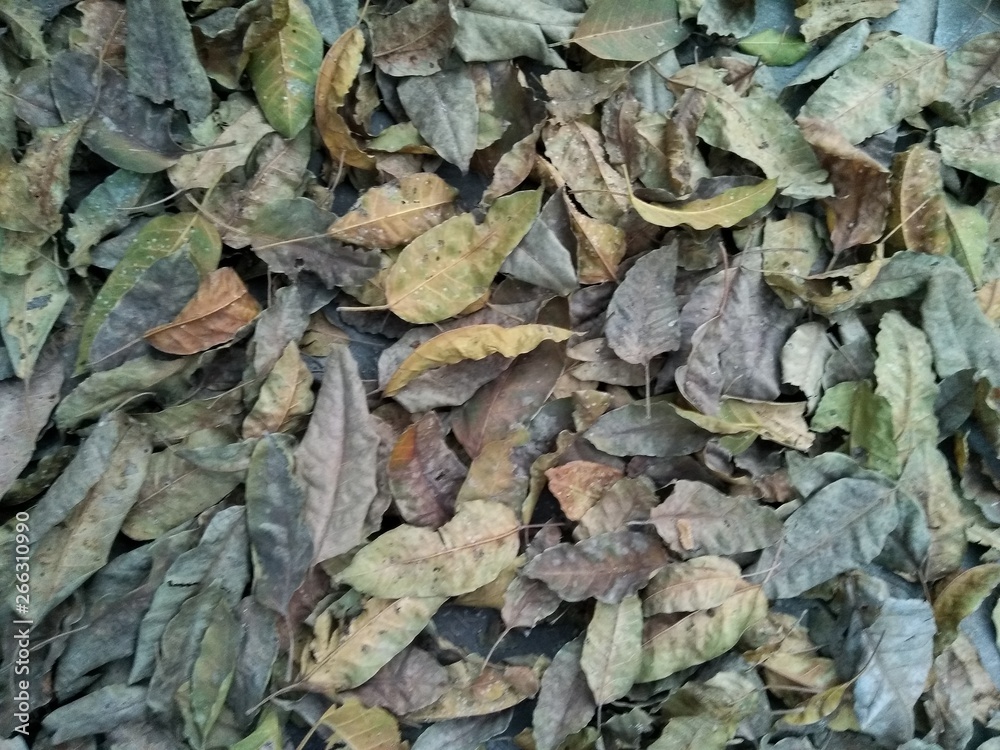 Dry leaf's in The Garden