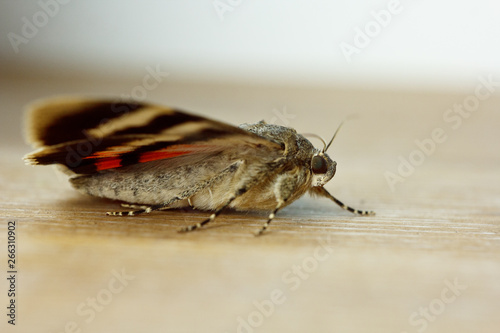 night butterfly with colored orange wings close-up indoor. macro crawling insect on wooden rustic table top view © Yuliia