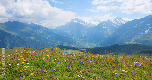 Fototapeta Naklejka Na Ścianę i Meble -  Malerische Landschaft mit bunter Blumenwiese und Blick nach Grindelwald, Berner Oberland