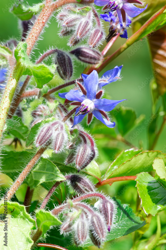 Borage.