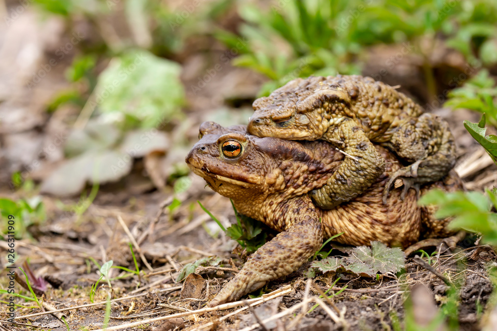 A pair of common toads (Bufo bufo) during the breeding season, in the open air. Macro. A pair of common toads (Bufo bufo) during the breeding season, in the open air. Macro.