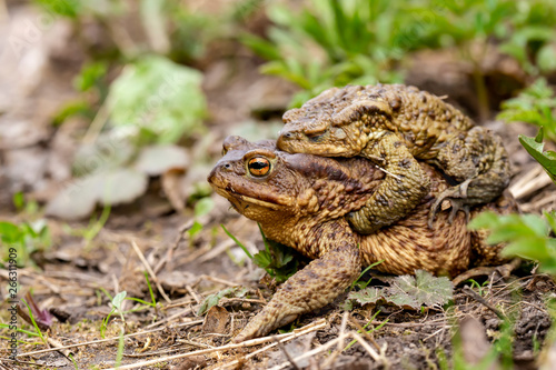 A pair of common toads (Bufo bufo) during the breeding season, in the open air. Macro.