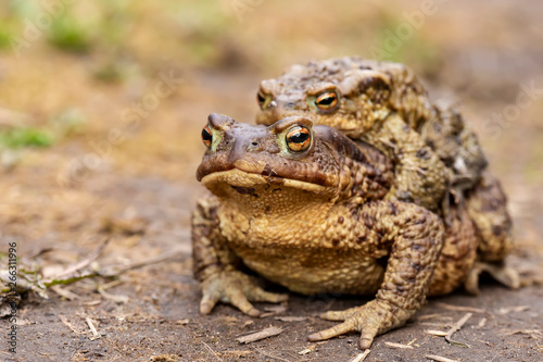 A pair of common toads (Bufo bufo) during the breeding season, in the open air. Macro.