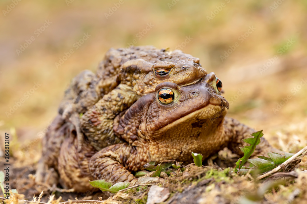 A pair of common toads (Bufo bufo) during the breeding season, in the open air. Macro. A pair of common toads (Bufo bufo) during the breeding season, in the open air. Macro.