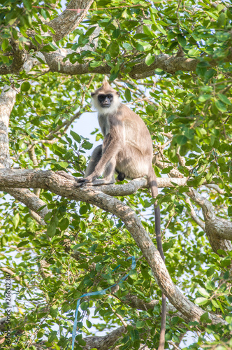 monkey
