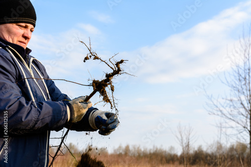 A woman in her hands against the sky holds a young tree dug up with roots.