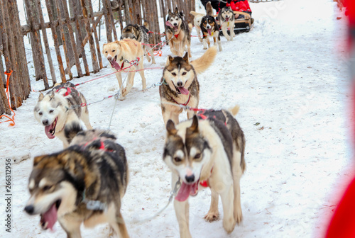 Sledding with husky dogs  (...