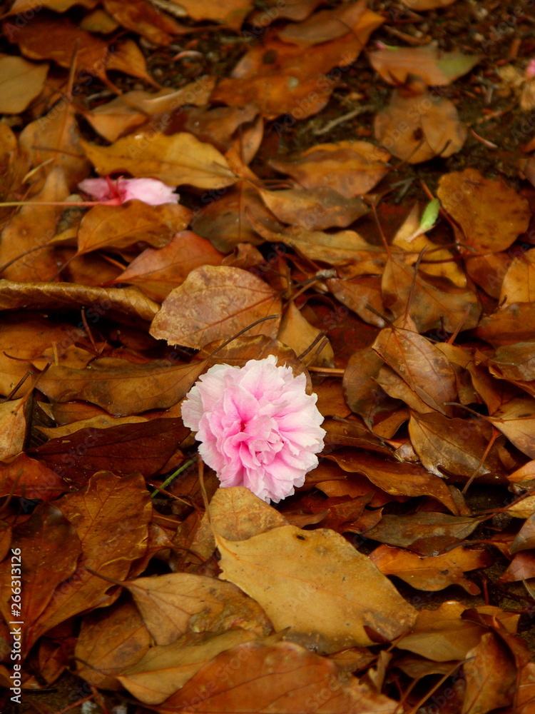 落ち葉の上に落ちる八重桜の花 Stock Photo Adobe Stock