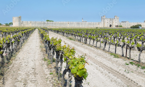 Vineyards with fortified wall of Aigues Mortes village in France photo