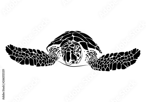 graphic sea turtle,vector illustration of sea turtle