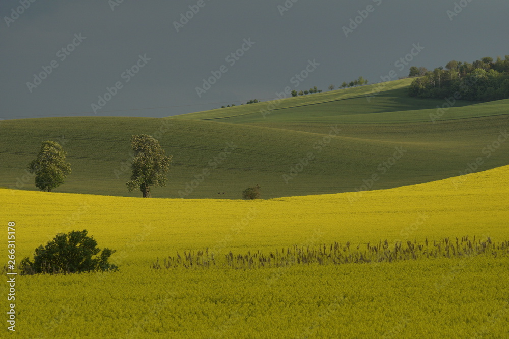 Fototapeta premium blooming rapeseed and green winter fields, spring on the fields, trees on the first pale green leaves, rustic rural landscape