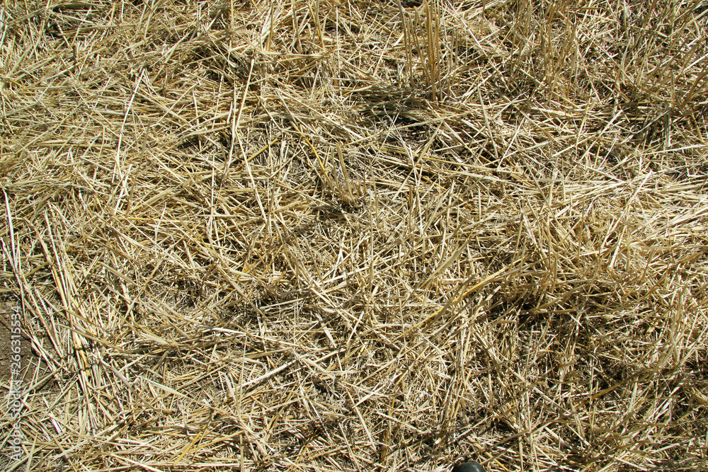 Background texture. Straw on a sloping field in spring