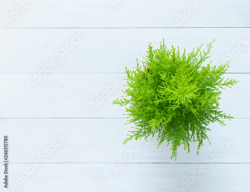 Houseplant Cupressus Goldcrest Wilma isolated on wooden white background photo